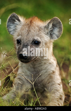 Spotted hyaena Crocuta crocuta Portrait of young pup Amboseli National Park Kenya Dist Throughout Africa Stock Photo