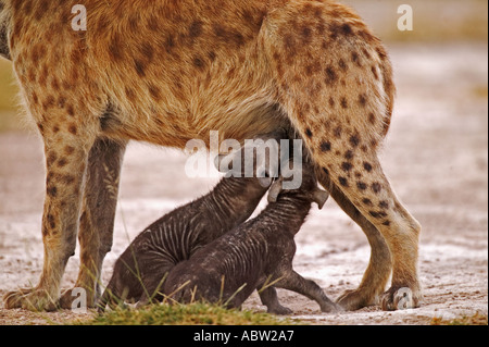 Spotted hyaena Crocuta crocuta Young pups suckling from mother Amboseli National Park Kenya Dist Throughout Africa Stock Photo