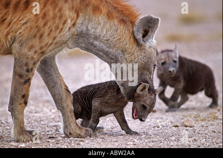 Spotted hyaena Crocuta crocuta Adult attempting to carry pup Amboseli National Park Kenya Dist Throughout Africa Stock Photo