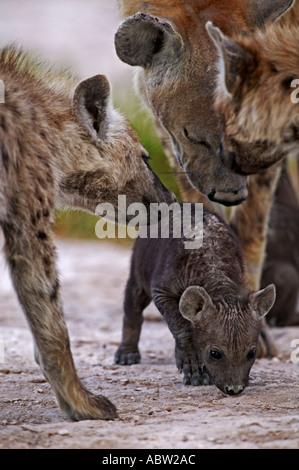 Spotted hyaena Crocuta crocuta Sub adults with pup at den site Amboseli National Park Kenya Dist Throughout Africa Stock Photo