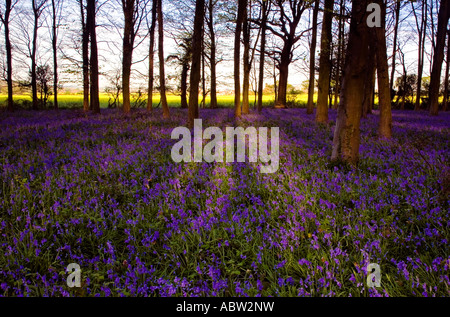 Bluebell Woods in the early morning light at Angmering Park, West Sussex 2007 Stock Photo