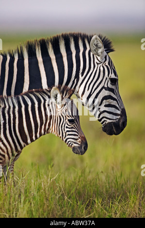 Burchells zebra Equus burchelli Adult with foal Amboseli National Park Kenya Dist Southern Central Eastern Africa Stock Photo