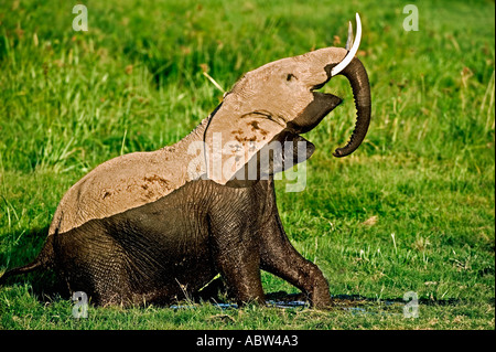 African elephant Loxodonta africana Emerges from feeding in swamp showing water line Amboseli National Park Kenya Stock Photo