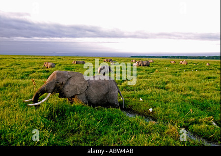 African elephant Loxodonta africana Herd feeding in swamp Amboseli National Park Kenya Stock Photo