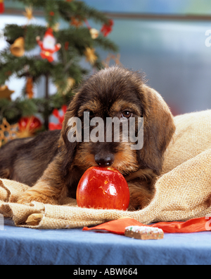 Apple dachshund hot sale