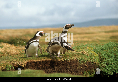 three Magellanic penguins / Spheniscus magellanicus