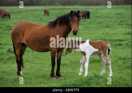 horse - mare with foal on meadow Stock Photo