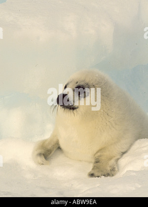 Canada Harp Seal Pup Magdalen Islands Stock Photo