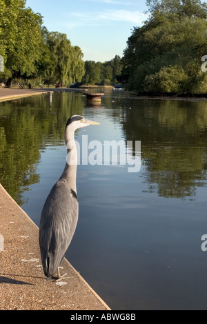 Heron in Regents Park London in the early morning Stock Photo