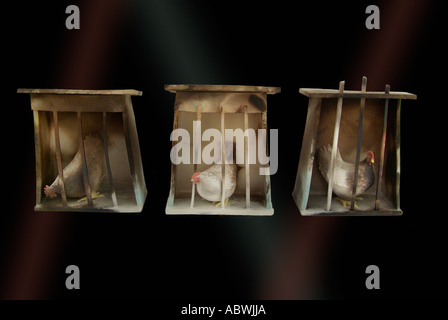 hen bird avian fowl cage nest box coop three 3 edible food meat tan oblong indent scratch brown dark diagonal geometric angular Stock Photo
