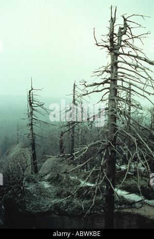 Spruce Forest Raining Acid rain kills spruce forest Europe Stock Photo - Alamy