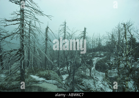 Spruce Forest Raining Acid rain kills spruce forest Europe Stock Photo - Alamy
