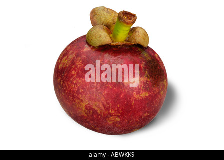 mangosteen whole fresh fruit ingredient sweet desert on soft whole unpeeled tropical asian orient oriental import ripe Stock Photo