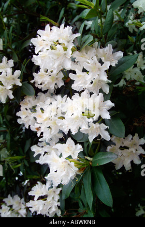 White azalea rhododendron evergreen foliage flower close up landscape scenic iconic travel atmospheric moody classic Stock Photo