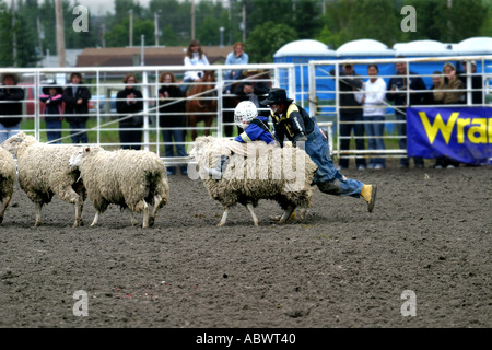 Rodeo Alberta Canada The mutton busters children riding sheep Stock Photo