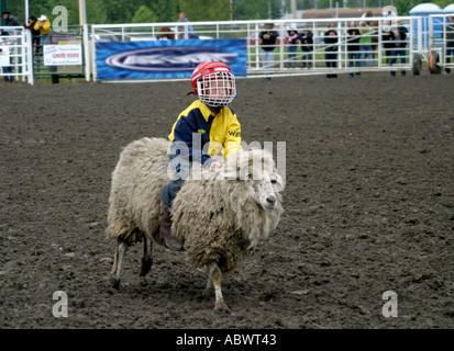 Rodeo Alberta Canada The mutton busters children riding sheep Stock Photo