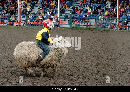 Rodeo Alberta Canada The mutton busters children riding sheep Stock Photo