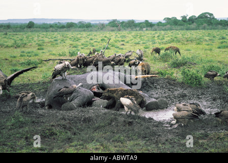 Spotted Hyenas and White backed Vultures feeding on the carcass of a dead elephant Stock Photo