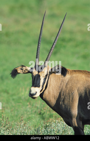 Portrait of Fringe eared Oryx Salt Lick Sanctuary near Tsavo West National Park Kenya Stock Photo