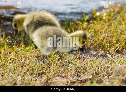 Two Canada Geese goslings, Branta canadensis, in Oklahoma, USA. Stock Photo