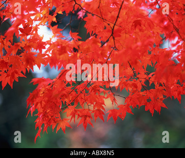 Red maple leaves Stock Photo