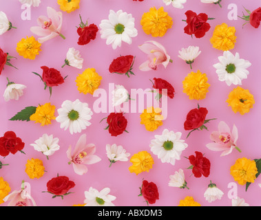 Assorted flower heads Stock Photo