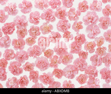Cluster of carnations Stock Photo