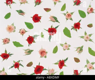Lovely miniature roses Stock Photo