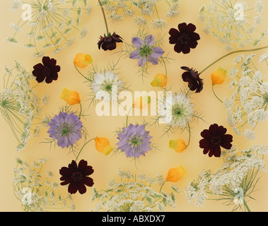 Assorted flower heads Stock Photo