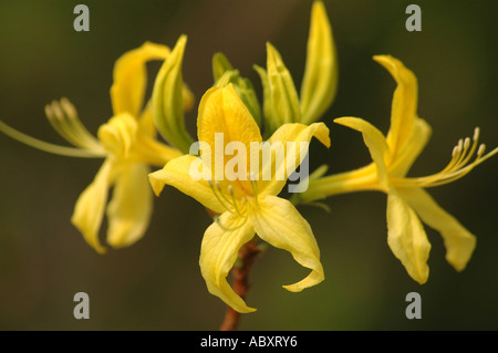 Yellow Azalea Rhododendron luteum syn. Rhododendron flavum and Azalea pontica also called Honeysuckle azalea Stock Photo