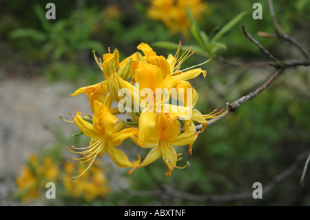 Yellow Azalea Rhododendron luteum syn. Rhododendron flavum and Azalea pontica also called Honeysuckle azalea Stock Photo