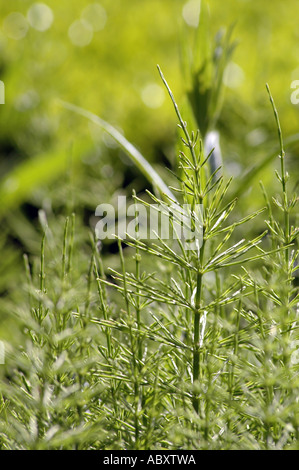 Field Horsetail Equisetum arvense also called Bottlebrush or Foxtail or Horse Pipes or Pipe Weed or Pine Grass Stock Photo