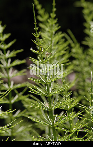 Field Horsetail Equisetum arvense also called Bottlebrush or Foxtail or Horse Pipes or Pipe Weed or Pine Grass Stock Photo