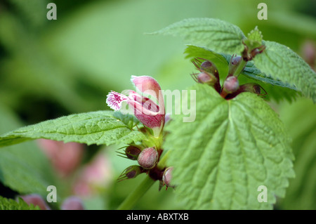 Large Red Deadnettle Lamium orvala Stock Photo