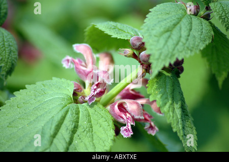 Large Red Deadnettle Lamium orvala Stock Photo