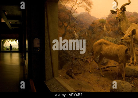 A diorama in the Akeley Hall of African Mammals in the Theodore Roosevelt wing at the American Museum of Natural History Stock Photo