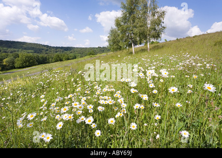 Ox eye daisies growing wild on Cotswold limestone grassland at Cranham Comon Gloucestershire Stock Photo