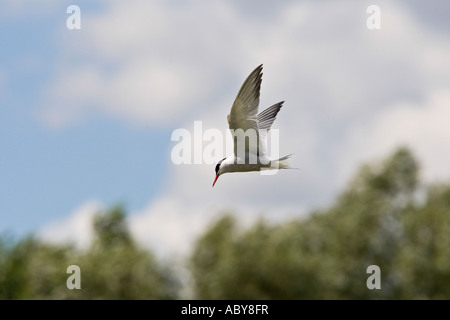 Common Tern Sterna hirundo hovering over water looking for fish Priory park Bedford Stock Photo