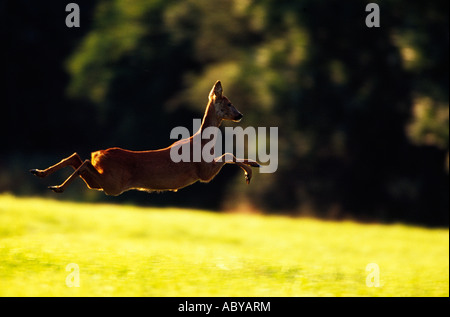 Roe Deer leaping in full flight across a field. Stock Photo