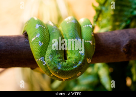 Green Tree Python Stock Photo