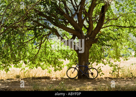 old bicycle leaning against a tree in Turkey Stock Photo