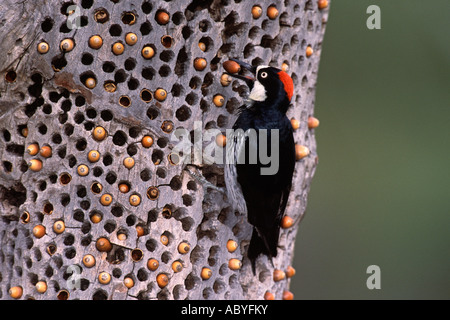 acorn woodpecker eg crossword