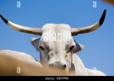 Boskarin Istrian cattle portrait, Safari site on Brioni islands, Veliki Brijun, Croatia Stock Photo