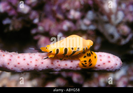 Tiger Ovulid or Tiger Egg Cowry, Cuspivolva tigris, formerly Crenavolva tigris. Stock Photo