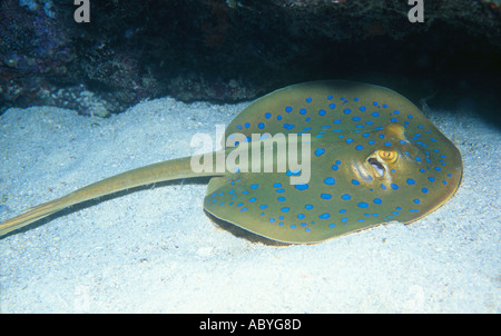 Blue Spotted Ray, Taeniura lymma Stock Photo