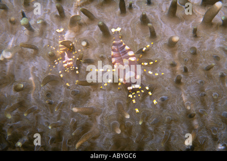 Male and Female Commensal  Hidden Corallimorph Shrimps, Pliopontonia furtiva, on Amplexidiscus fenestrafer Stock Photo