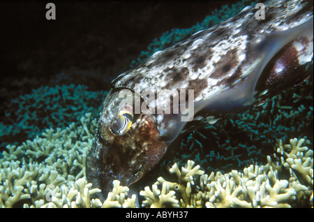 Female Broadclub Cuttlefish, Sepia latimanus, laying her eggs in Fire Corals Stock Photo