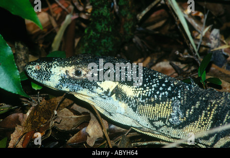 Goanna a huge Australian lizard Stock Photo