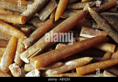 Belemnites ( Belemnoidea ) belemnoids Stock Photo