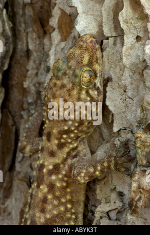 Mediterranean Gecko [Hemidactylus turcicus] Louisiana - USA ...